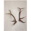 Image 5 : 12 Lbs Set Of Elk Shed Antlers