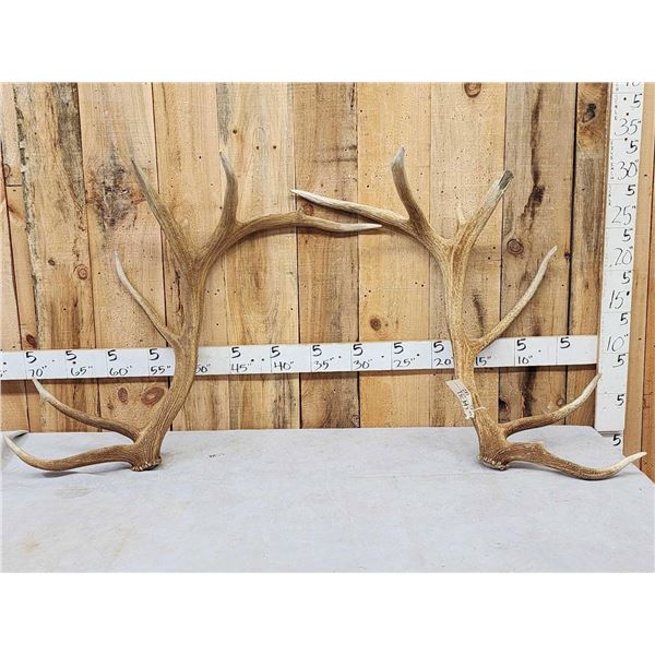 Set Of 17.7 Lbs Elk Shed Antlers
