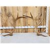 Image 1 : Set Of 17.7 Lbs Elk Shed Antlers