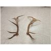 Image 2 : Set Of 17.7 Lbs Elk Shed Antlers