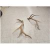 Image 3 : Set Of 17.7 Lbs Elk Shed Antlers