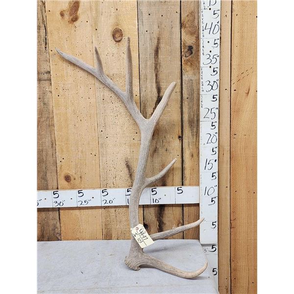 7.2 Lbs Elk Shed Antler