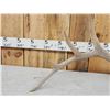 Image 3 : 7.2 Lbs Elk Shed Antler