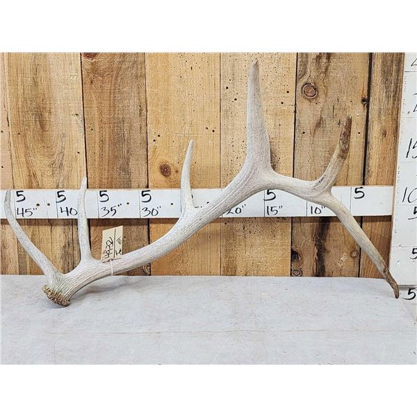 7.7 Lbs Elk Shed Antler