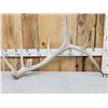 Image 1 : 7.7 Lbs Elk Shed Antler