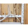 Image 2 : 7.7 Lbs Elk Shed Antler