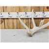 Image 3 : 7.7 Lbs Elk Shed Antler