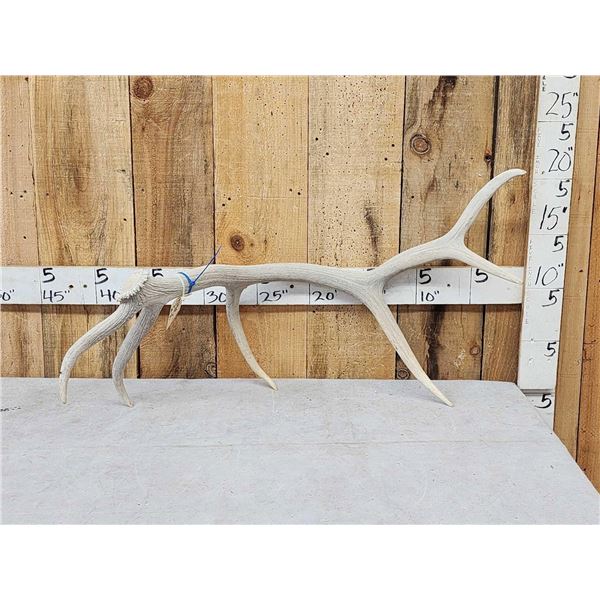 5.4 Lbs Self Standing 6 point Elk Shed Antler