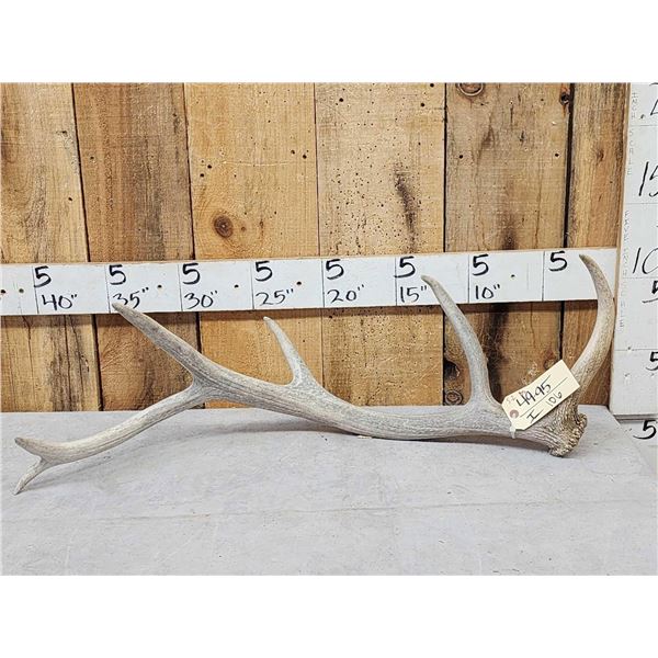 5.2 Lbs Elk Shed Antler