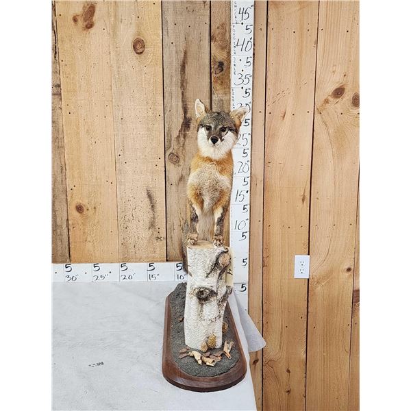 Grey Fox Full Body Taxidermy Mount
