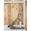 Image 2 : Grey Fox Full Body Taxidermy Mount