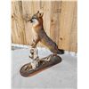 Image 4 : Grey Fox Full Body Taxidermy Mount