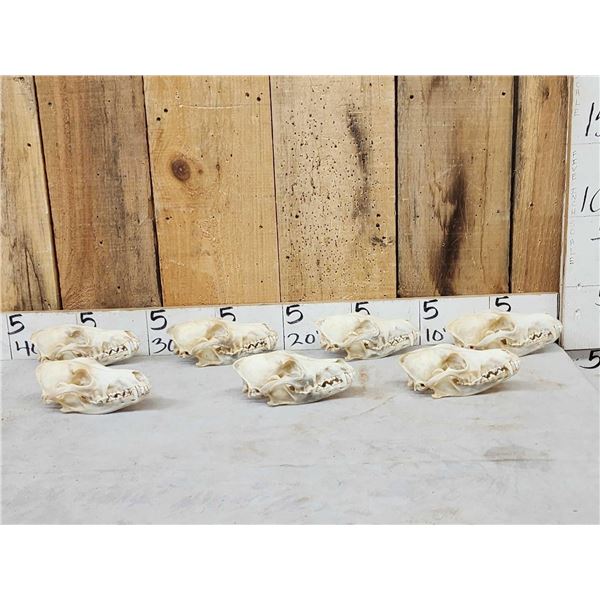 7 Coyote Skulls Taxidermy
