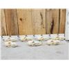 Image 1 : 7 Coyote Skulls Taxidermy