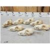 Image 3 : 7 Coyote Skulls Taxidermy