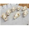 Image 4 : 7 Coyote Skulls Taxidermy