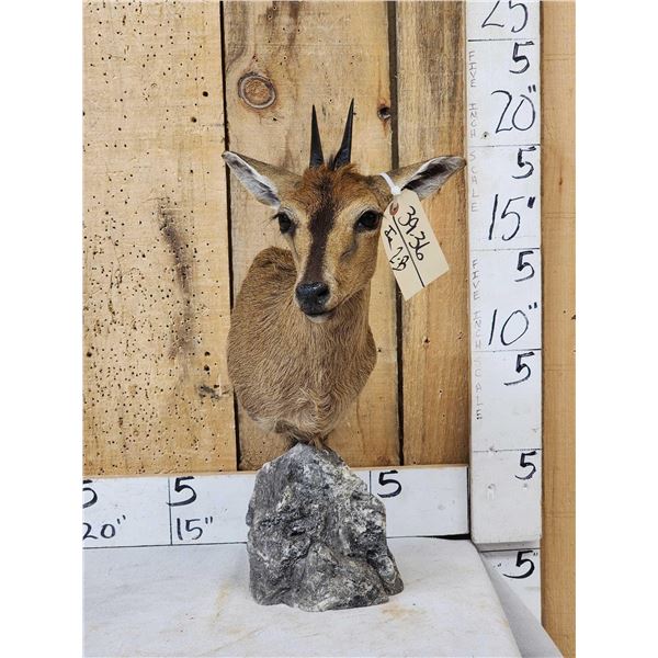 African Duiker Table Top Pedestal Taxidermy Mount