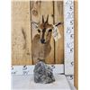 Image 1 : African Duiker Table Top Pedestal Taxidermy Mount