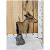 Image 2 : African Duiker Table Top Pedestal Taxidermy Mount