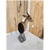 Image 3 : African Duiker Table Top Pedestal Taxidermy Mount