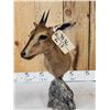 Image 4 : African Duiker Table Top Pedestal Taxidermy Mount