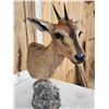 Image 5 : African Duiker Table Top Pedestal Taxidermy Mount