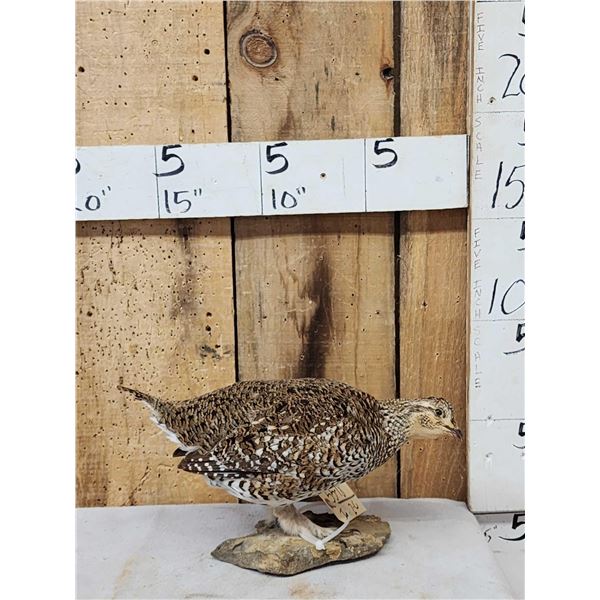Sharp Tail Grouse Full Body Bird Taxidermy