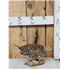 Image 1 : Sharp Tail Grouse Full Body Bird Taxidermy