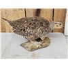 Image 2 : Sharp Tail Grouse Full Body Bird Taxidermy