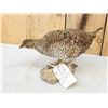 Image 3 : Sharp Tail Grouse Full Body Bird Taxidermy