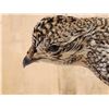 Image 4 : Sharp Tail Grouse Full Body Bird Taxidermy