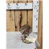 Image 5 : Sharp Tail Grouse Full Body Bird Taxidermy