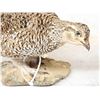Image 6 : Sharp Tail Grouse Full Body Bird Taxidermy