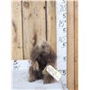 Image 1 : Juvenile Porcupine Full Body Taxidermy Mount