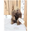 Image 2 : Juvenile Porcupine Full Body Taxidermy Mount