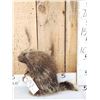Image 3 : Juvenile Porcupine Full Body Taxidermy Mount