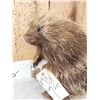 Image 4 : Juvenile Porcupine Full Body Taxidermy Mount