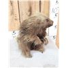 Image 5 : Juvenile Porcupine Full Body Taxidermy Mount