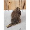 Image 6 : Juvenile Porcupine Full Body Taxidermy Mount