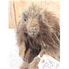 Image 7 : Juvenile Porcupine Full Body Taxidermy Mount