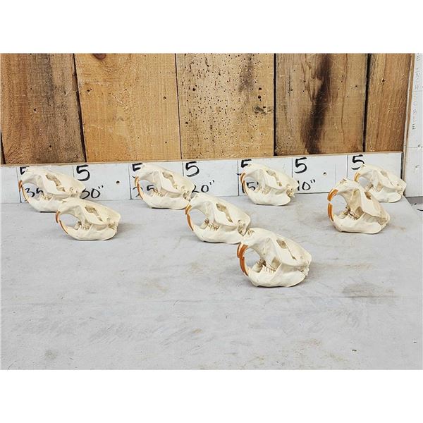 8 Beaver Skulls Taxidermy