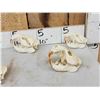 Image 2 : 8 Beaver Skulls Taxidermy