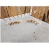 Image 4 : 8 Beaver Skulls Taxidermy