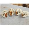 Image 5 : 8 Beaver Skulls Taxidermy