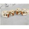 Image 6 : 8 Beaver Skulls Taxidermy