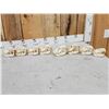 Image 7 : 8 Beaver Skulls Taxidermy