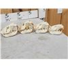 Image 8 : 8 Beaver Skulls Taxidermy