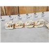 Image 9 : 8 Beaver Skulls Taxidermy