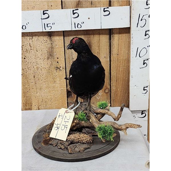 Black Grouse Full Body Bird Taxidermy