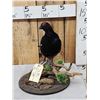 Image 1 : Black Grouse Full Body Bird Taxidermy